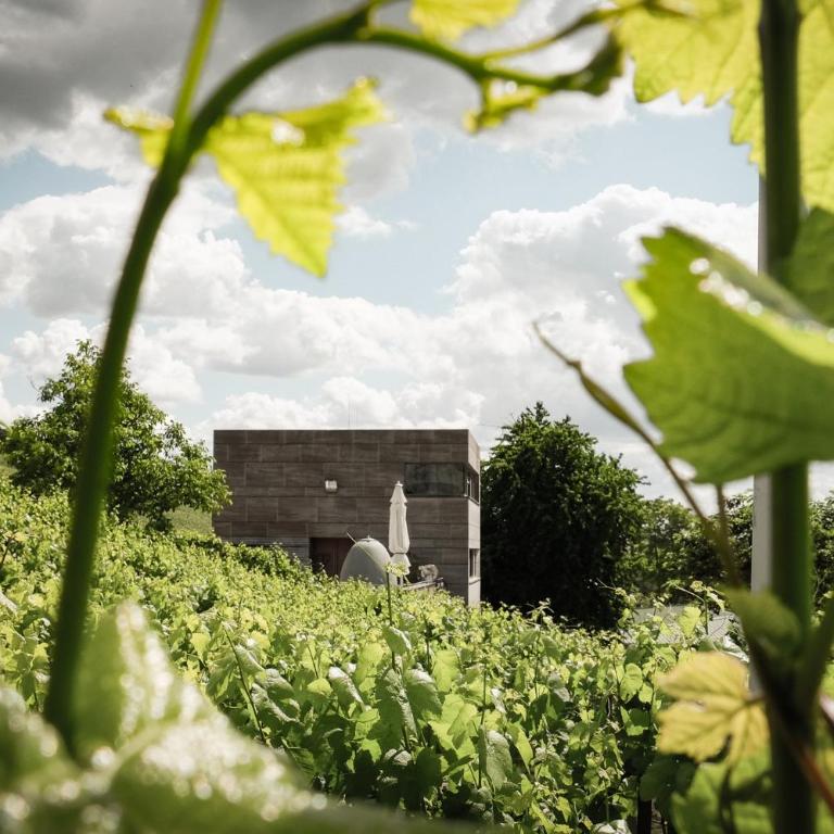 Gästehaus im Weingut am Stein - Haus mit 3 Schlafzimmern - 24