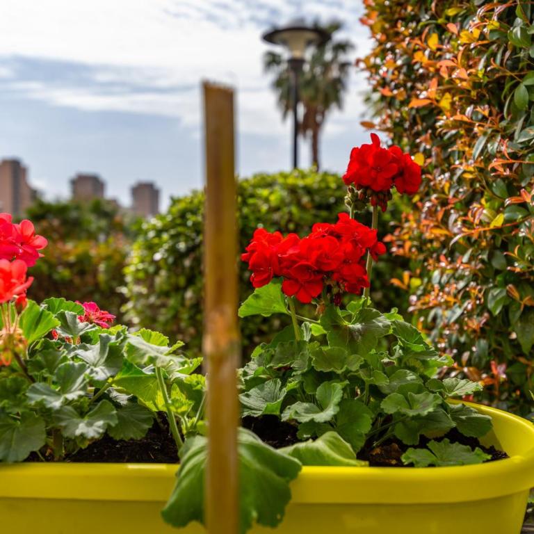 Colina del Bajondillo - Apartamento Superior con vistas a la ciudad - 19