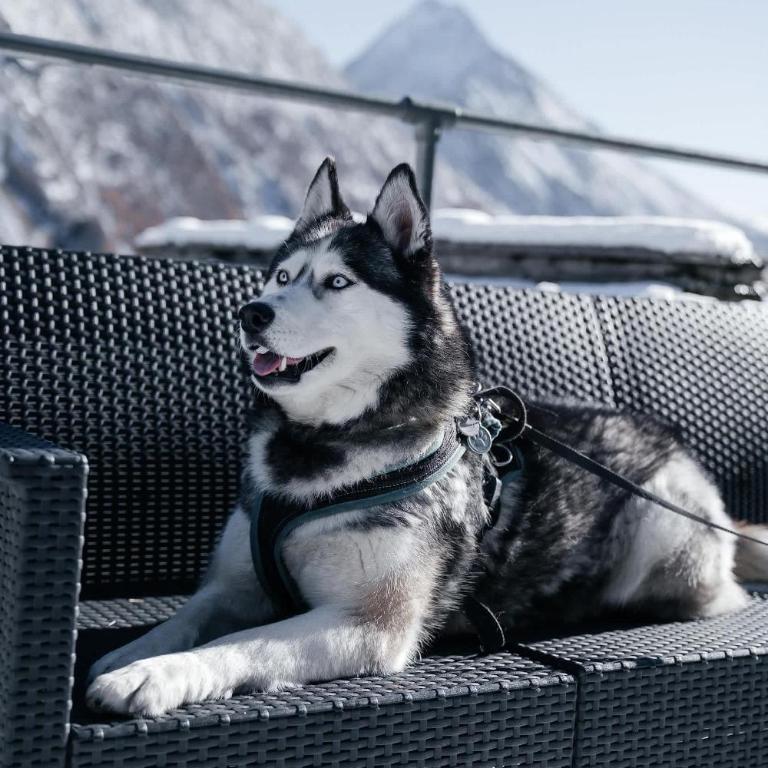 Waldhotel Fletschhorn Private Whole Hotel in Saas-Fee 360 Alpine Views & Sauna - Chalet - 67