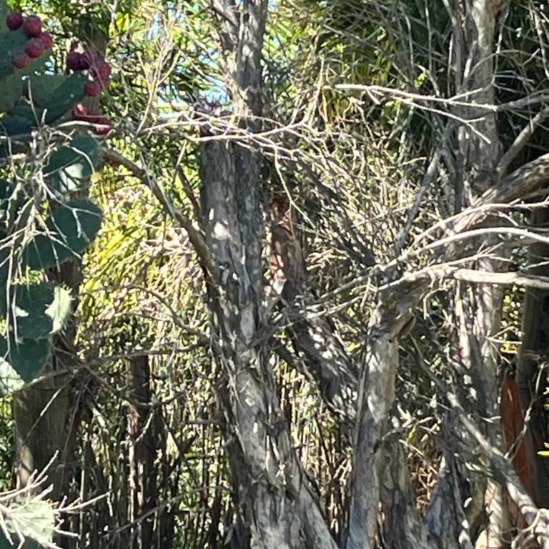 House with large deck and barbecue in Punta Pinar - One-Bedroom House - 31