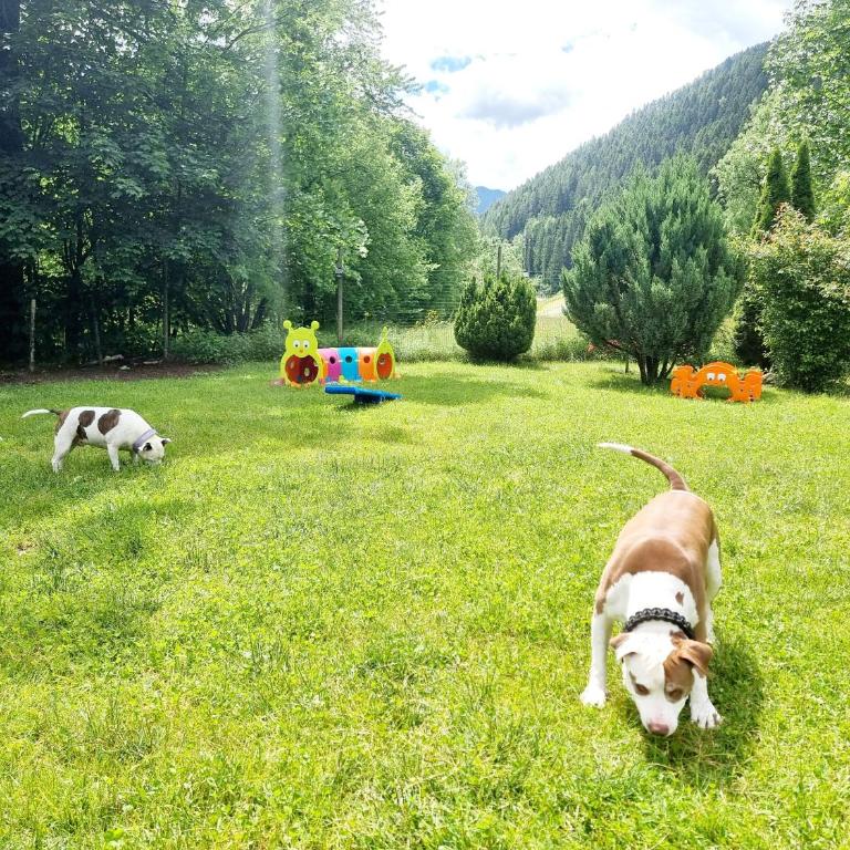Appartamento Adamello 15 - Apartment mit Dusche - 25