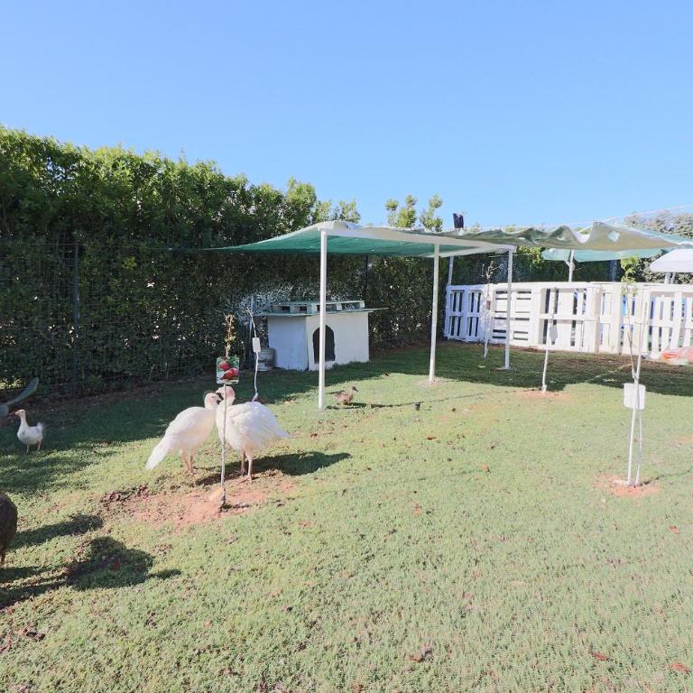 Casa Vacanza Lu Ientu - Superior One-Bedroom Apartment with Balcony - 43