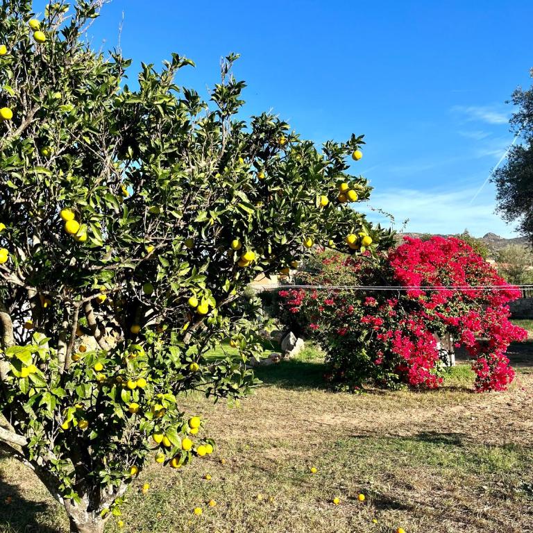 Villa Alzoni - Villa con Vista Giardino - 19