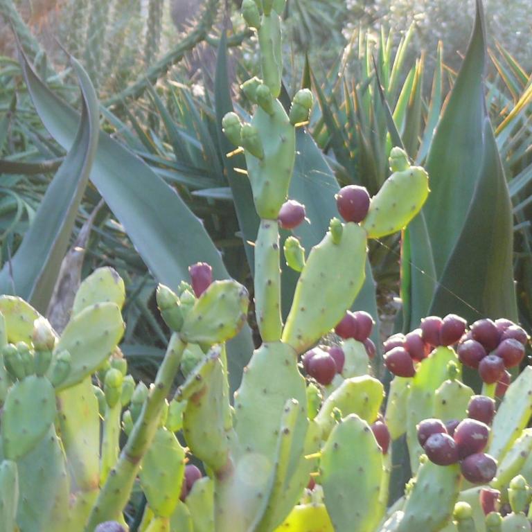 Villa Riggia - La Masseria - Villa - 14
