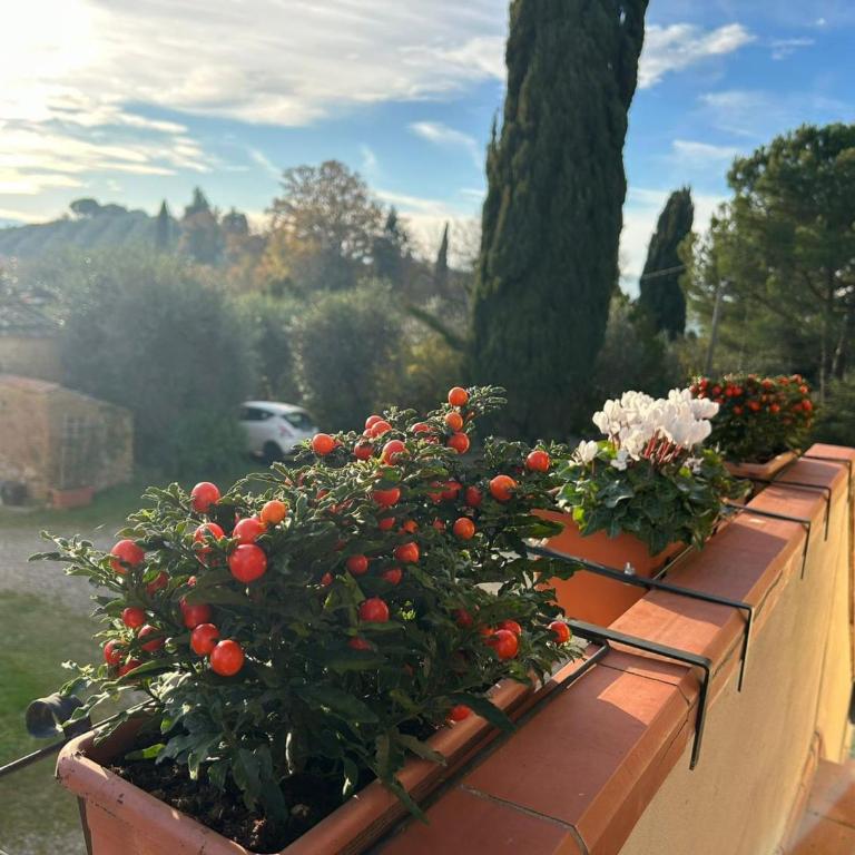 Podere Sasso 3 - Apartment with Terrace - 37
