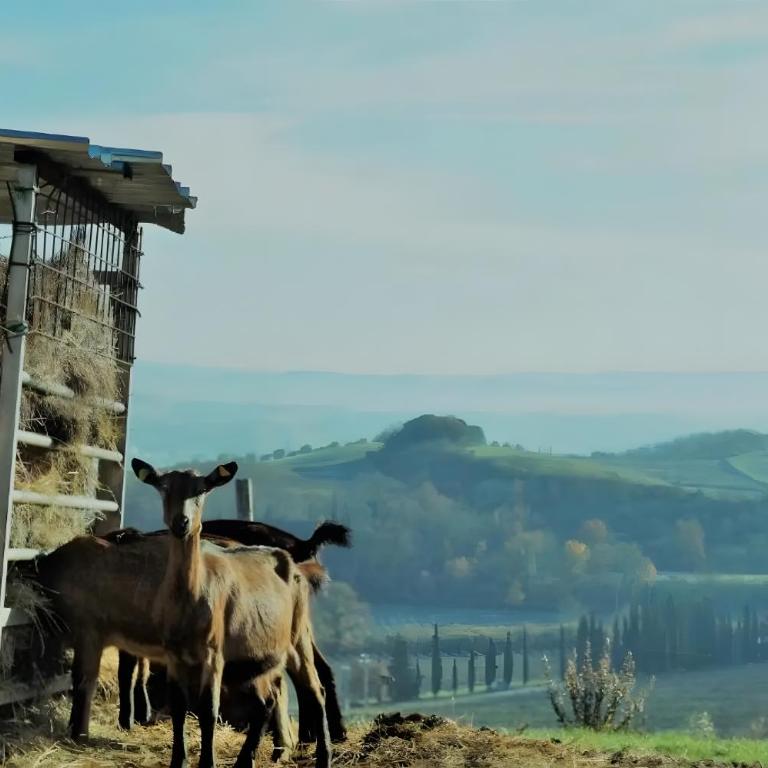Fattoria le Caprine - Appartamento con 1 Camera da Letto e Vista Giardino - 4