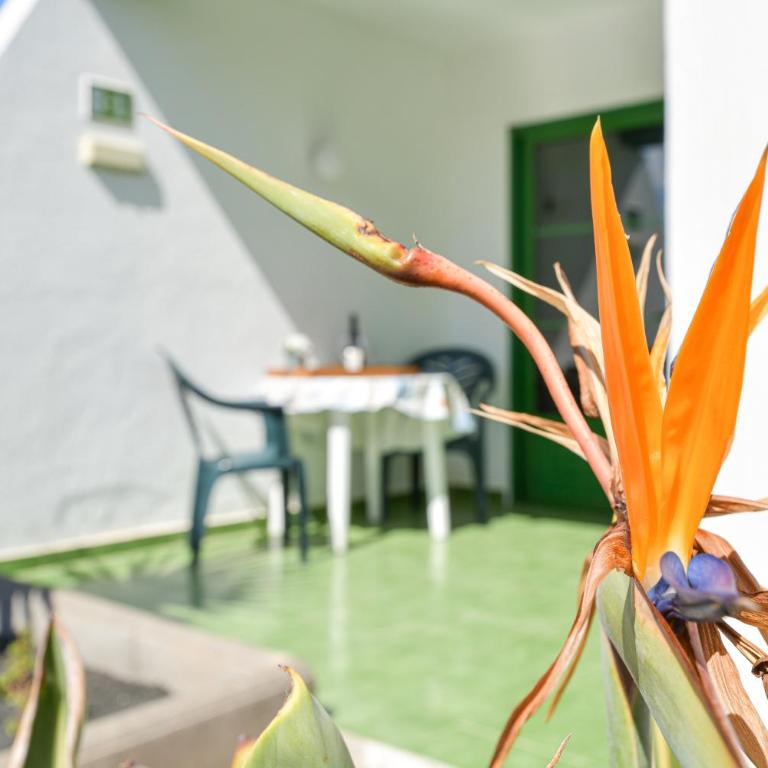 Mimosa B1 - Apartment with Terrace - 15