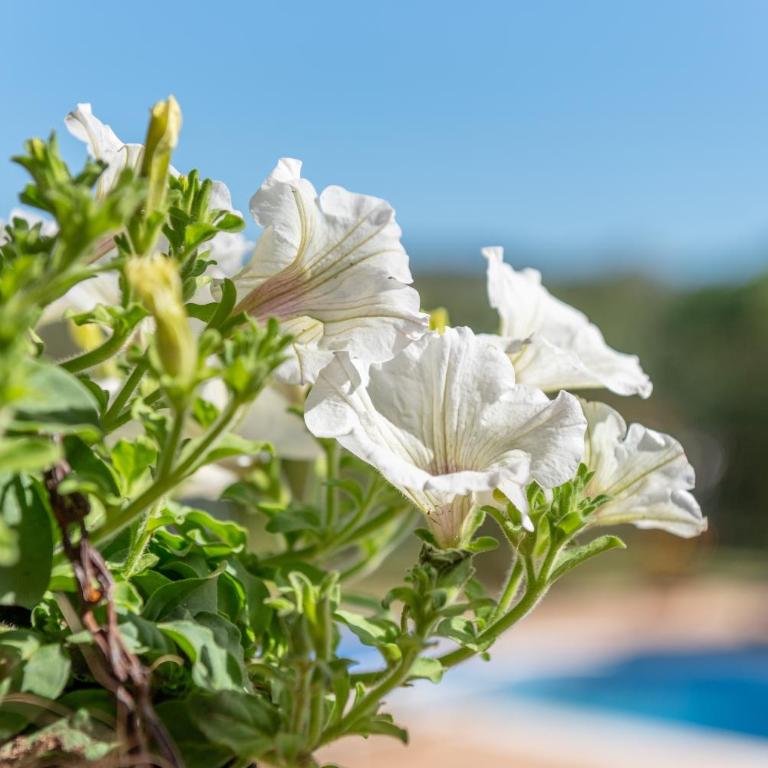 Can Siurell - Villa - 22