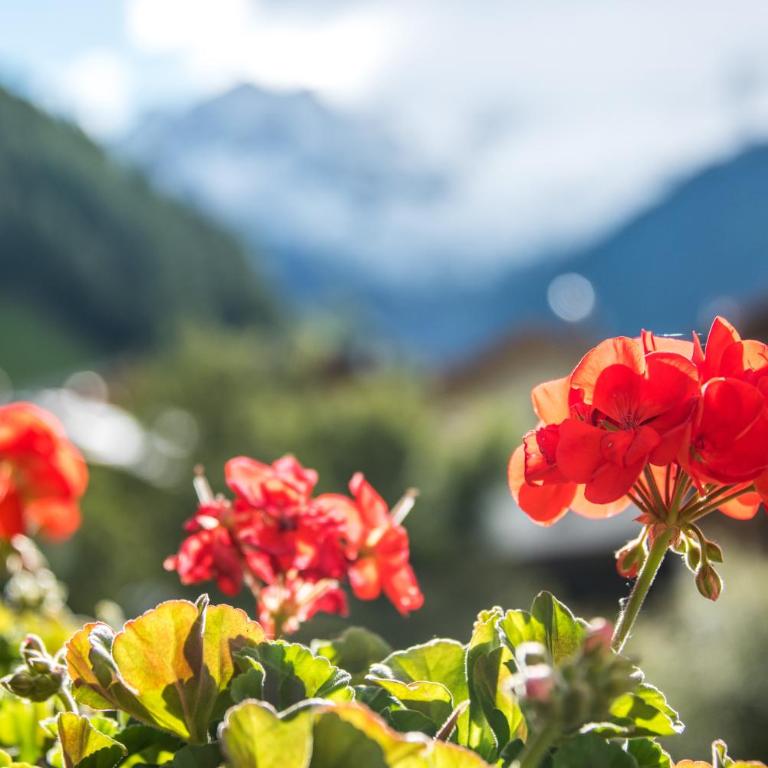 Alpenblick Nr 9 - Appartamento Superior con 1 Camera da Letto e Balcone - 20