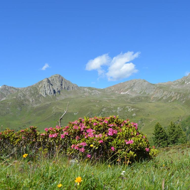 Feldererhof Gsies Apt Alpenrose - Superior Apartment mit 1 Schlafzimmer und Balkon - 28