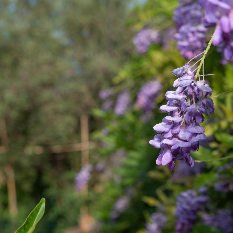 Villetta Corbezzolo - Villa con Vista Giardino - 10