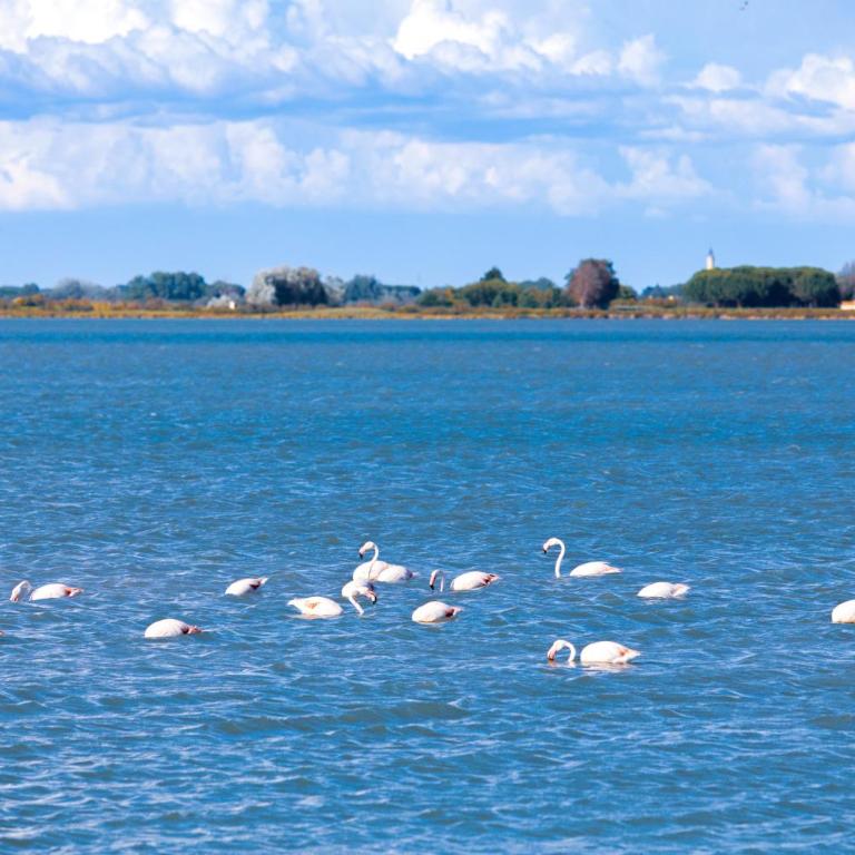 Marina Port Camargue - Appartamento con Terrazza - 24