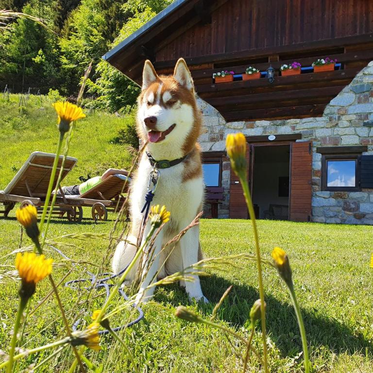 Baita casapendola - Two-Bedroom Chalet - 2