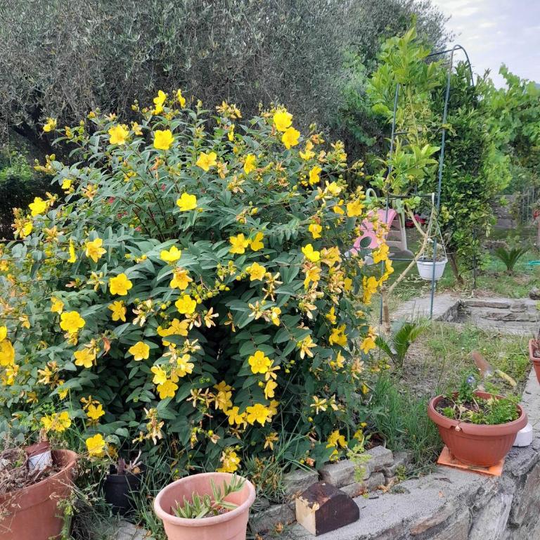 L'olivo - Casa con 2 Camere da Letto - 18