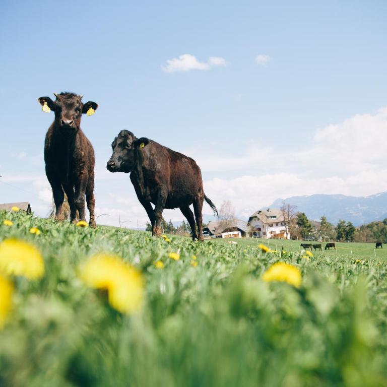 Alpin Farm Birke - Oberweidacherhof - Appartamento Deluxe con 2 Camere da Letto e Vista Giardino - 27