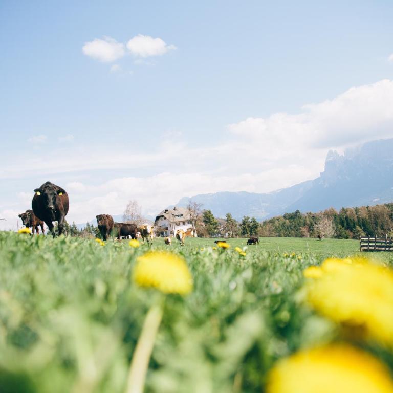 Alpin Farm Birke - Oberweidacherhof - Appartamento Deluxe con 2 Camere da Letto e Vista Giardino - 28