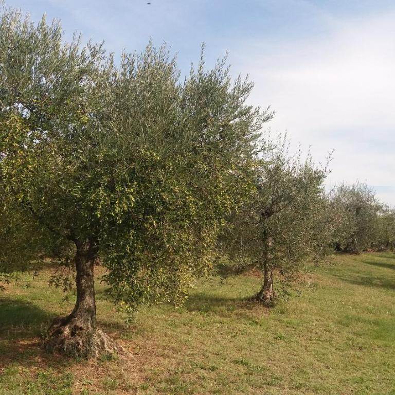 Casa del Nonno Bingheri - Vencaglia - Appartamento Deluxe con 2 Camere da Letto e Vista Giardino - 26