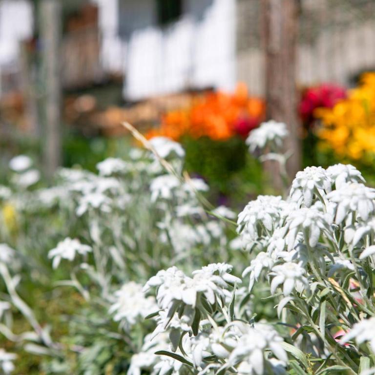 Lo Peiglo Valgrisenche - Appartamento con 1 Camera da Letto e Vista Giardino - 22