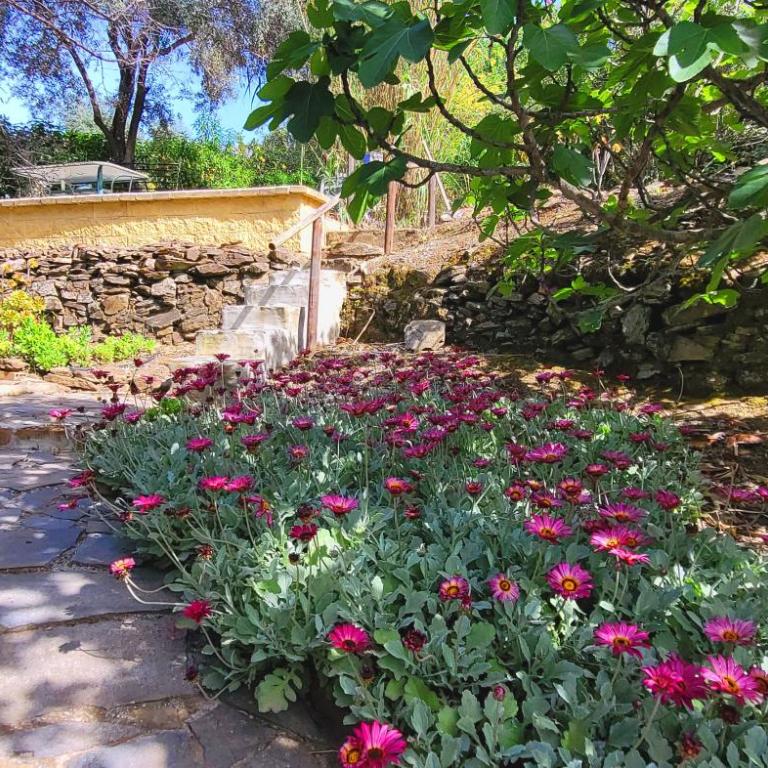 Casa Espina - Villa with Garden View - 23