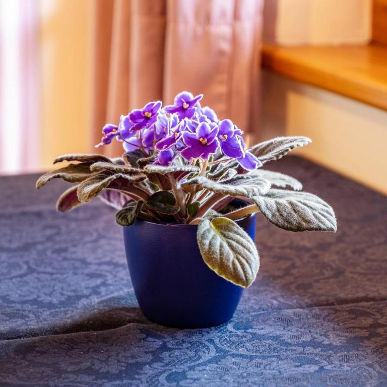Weingartnerhof Calendula - Superior One-Bedroom Apartment with Balcony - 15
