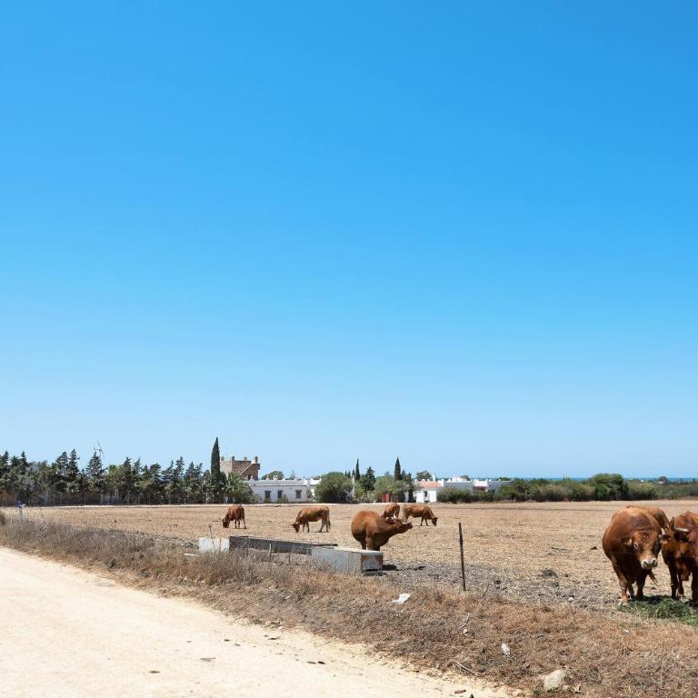 Casa Mora - Vejer, El Palmar - Casa de 2 dormitorios - 24