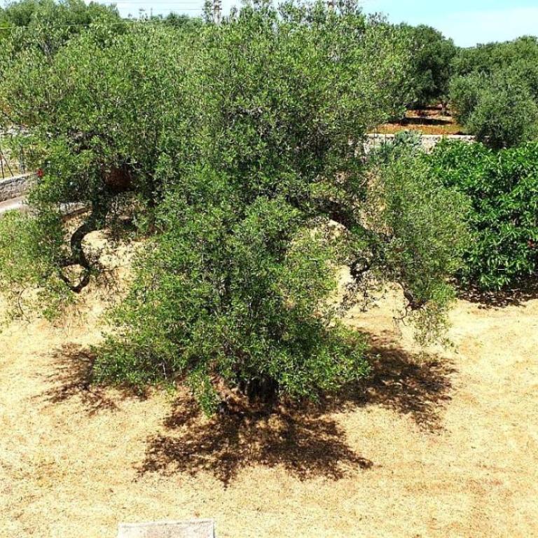 Trullallegro - Appartamento con Terrazza - 37