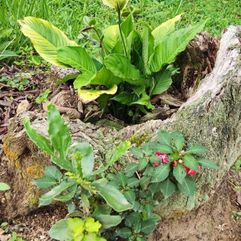 Hermosa Cabaña en Barbosa Antioquia - One-Bedroom House - 48