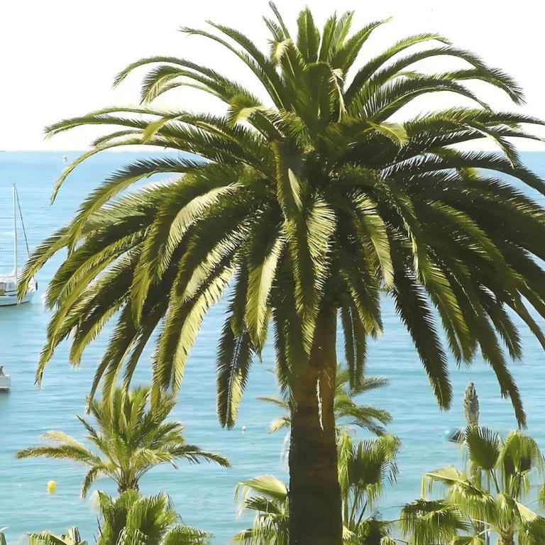 Studio climatisé proche parking gratuit, commerces et plages - Studio avec Terrasse - 1