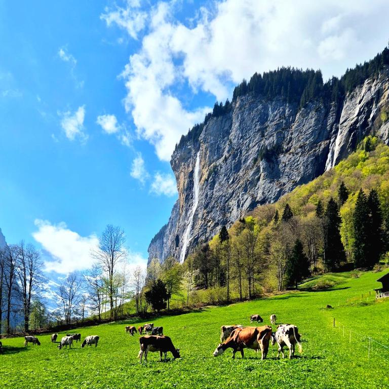 Chalet Bellevue Beautiful Waterfall view private Garden & free parking - Apartment mit 1 Schlafzimmer - 16