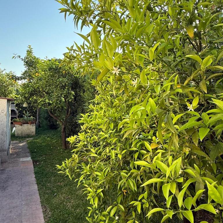 FONTANE BIANCHE 300MT fROM BEACH - Casa con 2 Camere da Letto - 7
