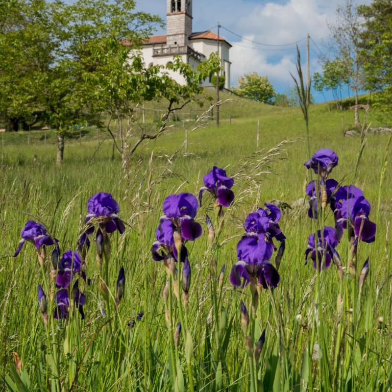Alpen Blumen stella alpina - Appartamento Standard con 2 Camere da Letto - 66