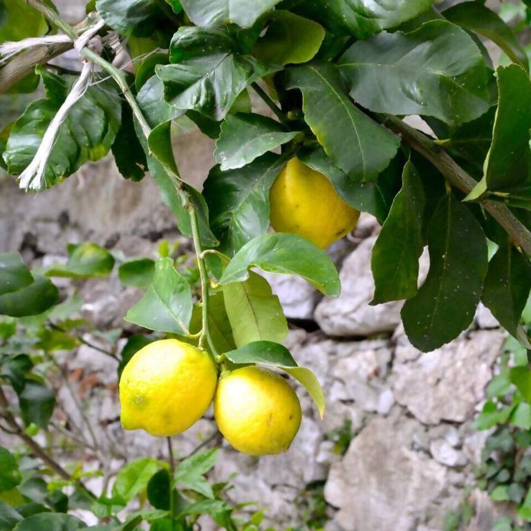 Appartamento Nettuno in Villa Daria a 2 Km dal mare golfo del Tigullio - Casa con 1 Camera da Letto - 11