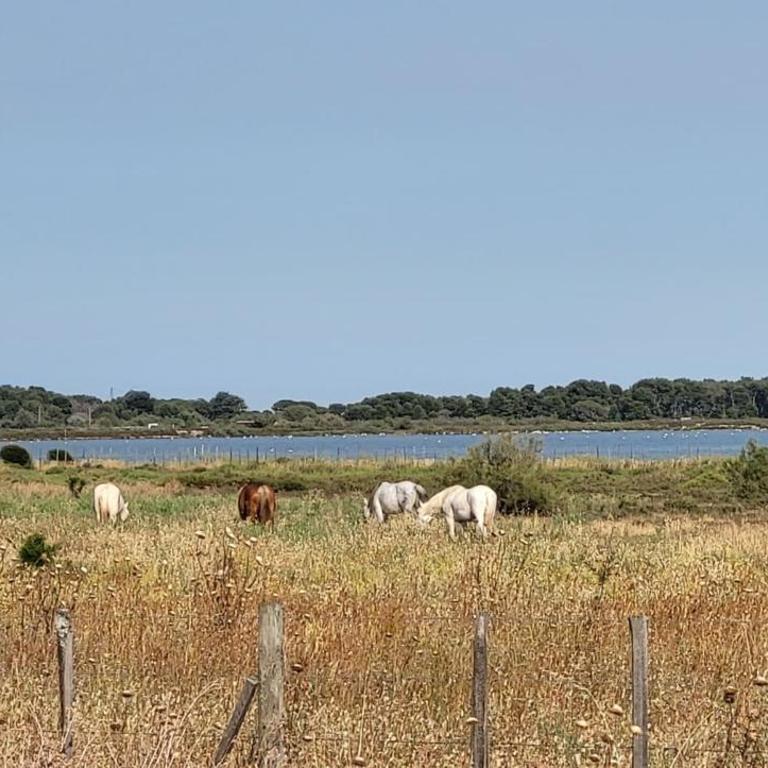 Marina Lairan Vue sur l'eau et les bateaux de Port Camargue - Casa Vacanze - 22