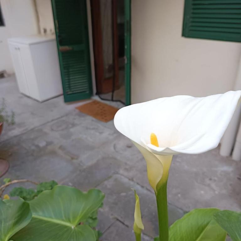 Savonarola Home Florence Italy - Appartamento con 2 Camere da Letto - 10