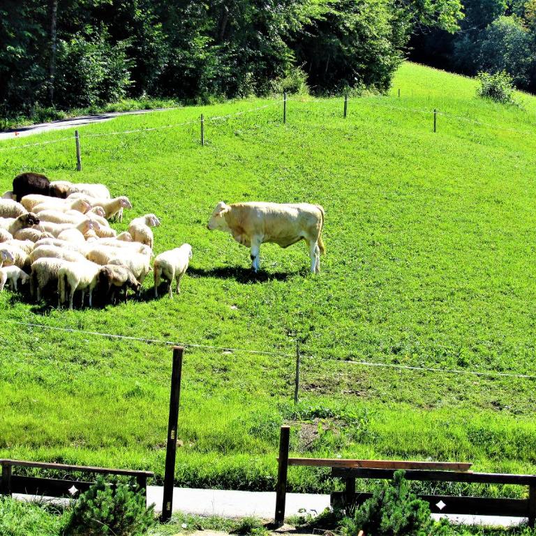 1 Bergpanorama und atemberaubende alpine Almlandschaft für absolute Nichtraucher - Apartment - Erdgeschoss - 16