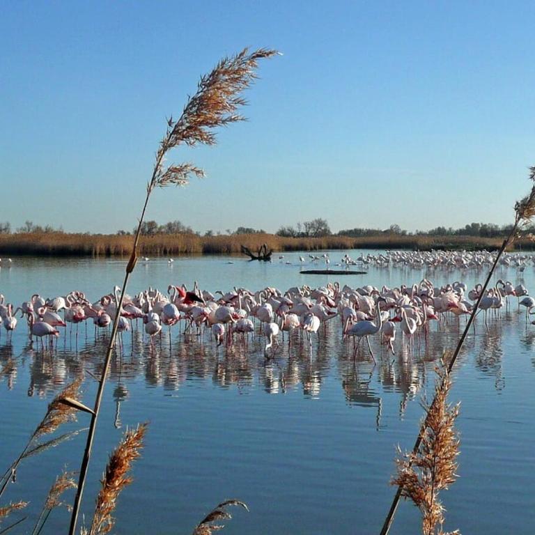 Les Cabanes de Gardian - Saintes-Maries-de-la-Mer - Camargue- Arles - Casa con 4 camere da letto - 48