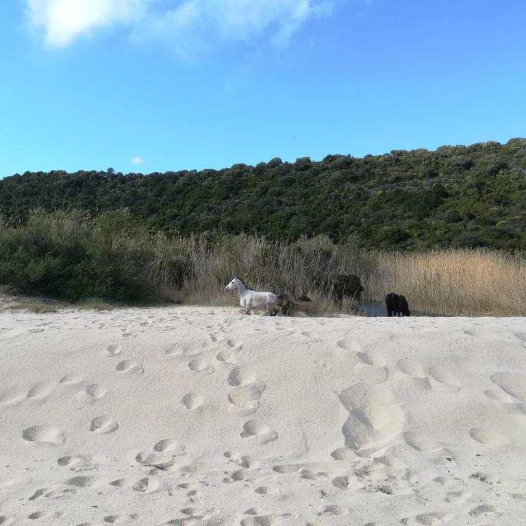 Appartamento vista mare adatto a famiglie a 900m dal mare - Appartamento con 2 Camere da Letto - 21