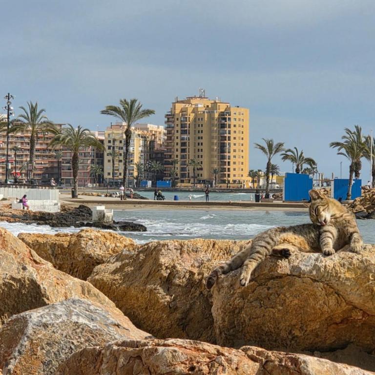 Casa Cariño Torrevieja - Apartamento de 2 dormitorios - 33