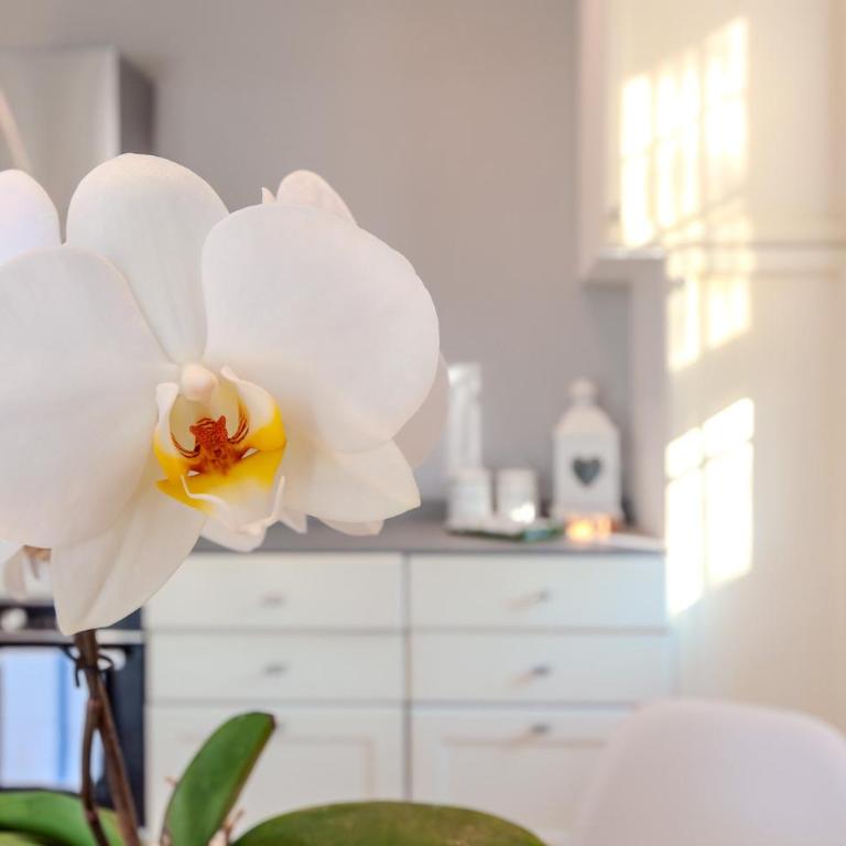 La Lanterna Bianca - Two-Bedroom House - 25