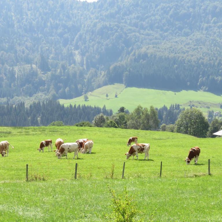 Ferienwohnungen Mooshäusl - Apartment mit Blick auf die Berge - 7
