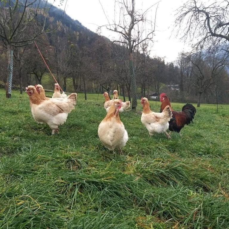Holiday on an organic farm in Hart im Zillertal - Casa Vacacional de 3 dormitorios - 31