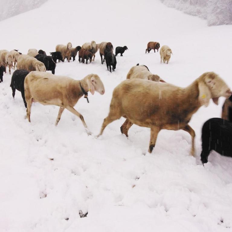 Holiday on an organic farm in Hart im Zillertal - Casa Vacacional de 3 dormitorios - 38