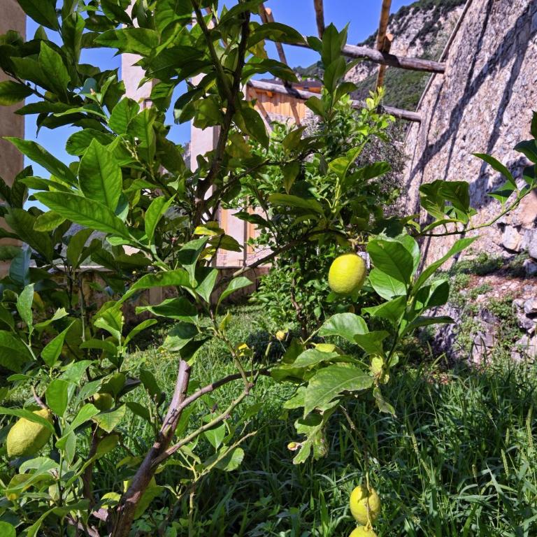 Lemon House Limonaia Pos, Lakeview Albergo Diffuso - Casa con 1 Camera da Letto - 45