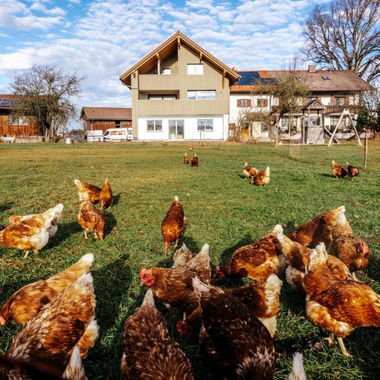 Ferienwohnung Säuling , Landhaus Linde, Seeg-Enzenstetten im Allgäu, mit Königscard - Apartment - 21