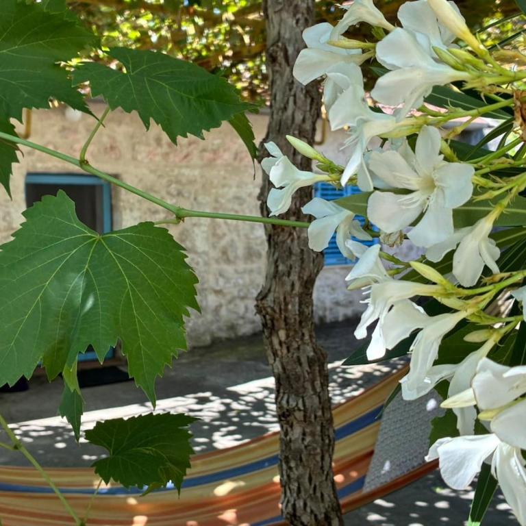 Stone Holiday House, Trebinje - Kuća sa 1 Spavaćom Sobom - 24