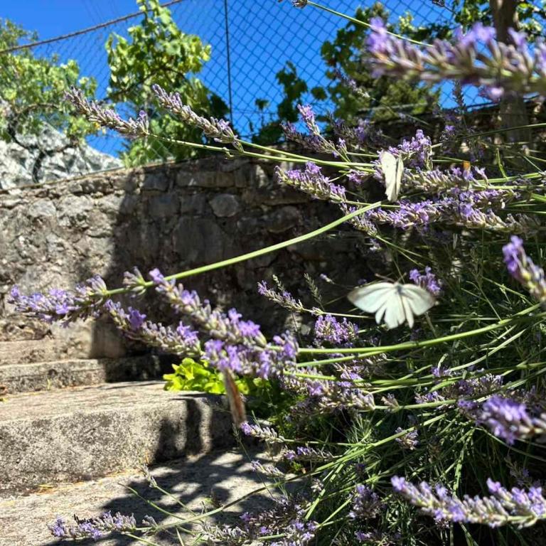 Stone Holiday House, Trebinje - Kuća sa 1 Spavaćom Sobom - 29