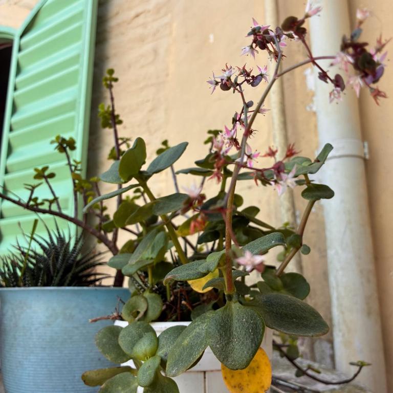 CASA MAIPÚ, acogedora y cerca de la Laguna, con pileta - Casa de 2 dormitorios - 25
