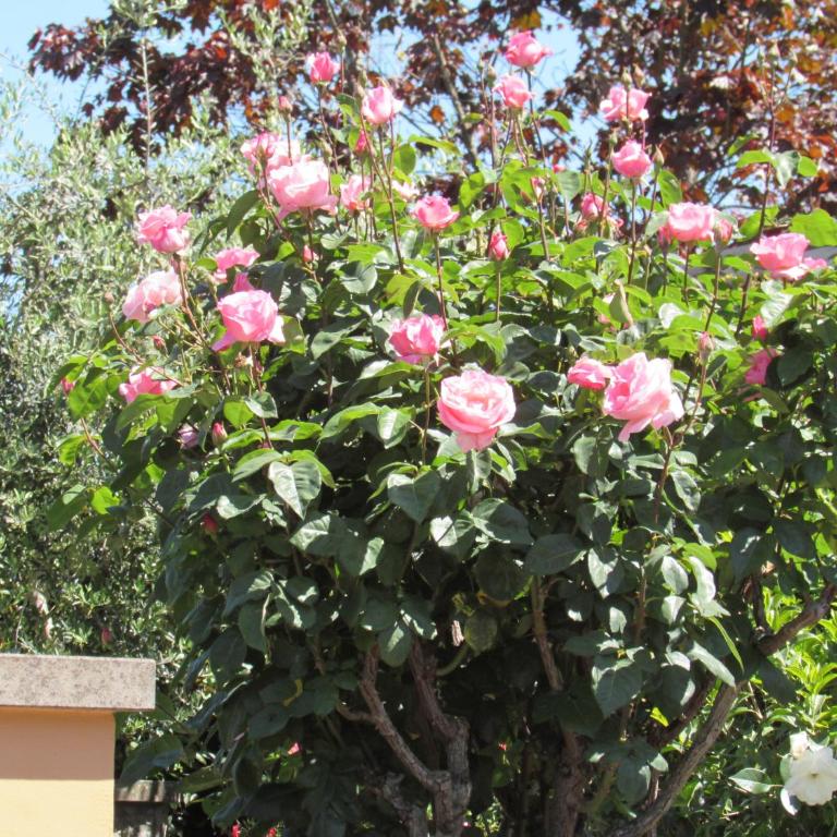 Casa Angolo delle Rose - Appartamento con Vista Giardino - 19