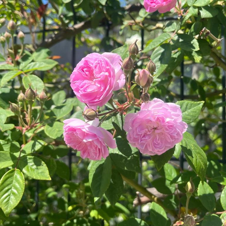 White Rose 2 - One-Bedroom Apartment - 19