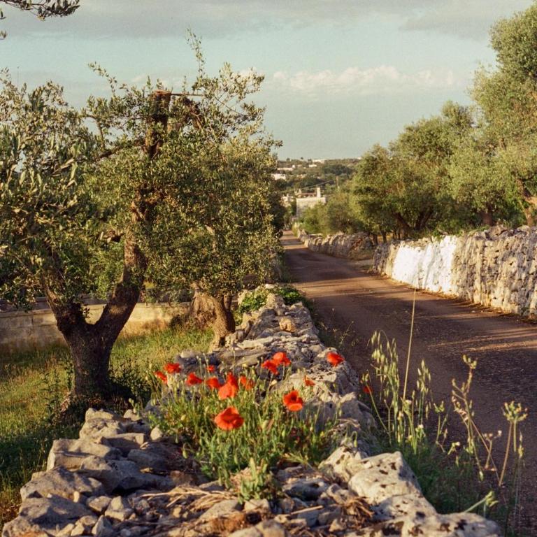 Trullo Armonia a Panoramic Villa with Pool - Villa - 35
